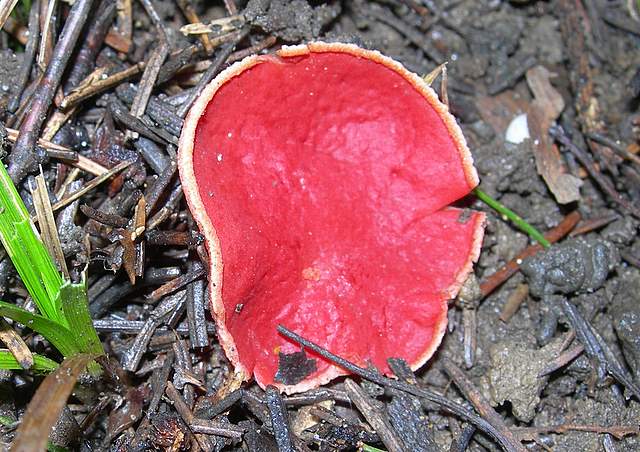 Nel  Regno  della  Jurana